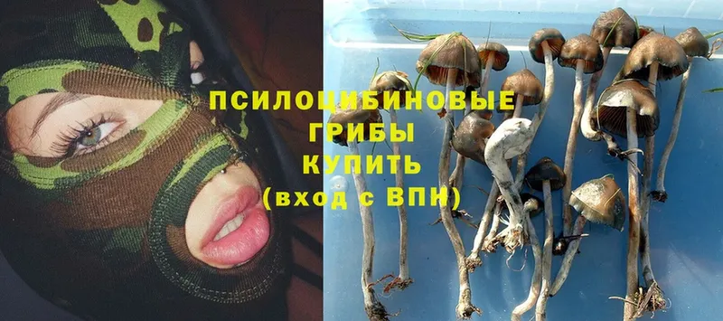 дарк нет клад  где купить   Борисоглебск  Псилоцибиновые грибы Psilocybine cubensis 